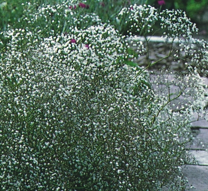 Picture of Gypsophila - Elegans Covent Garden